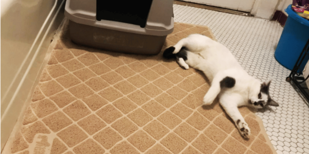 Cat Litter Containment: DIY Solutions to Keep Your Floors Clean