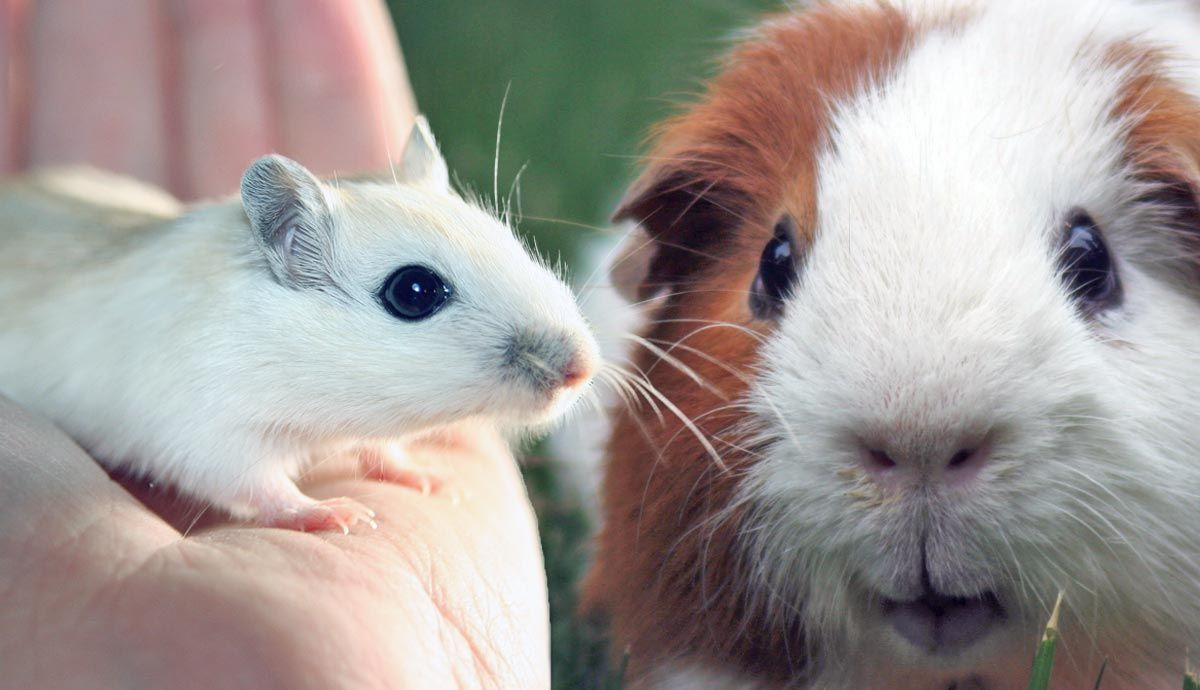 Goat as Pets: Complete Lifespan Guide for Pet Owners