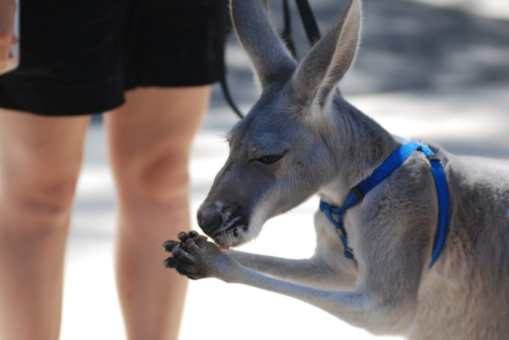 Exotic Pets in Arizona: Complete Guide to Legal Ownership