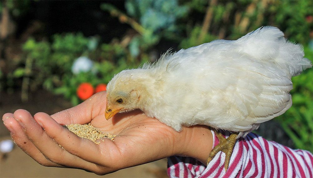 Chicken Survival Guide: How Long Chickens Can Go Without Food