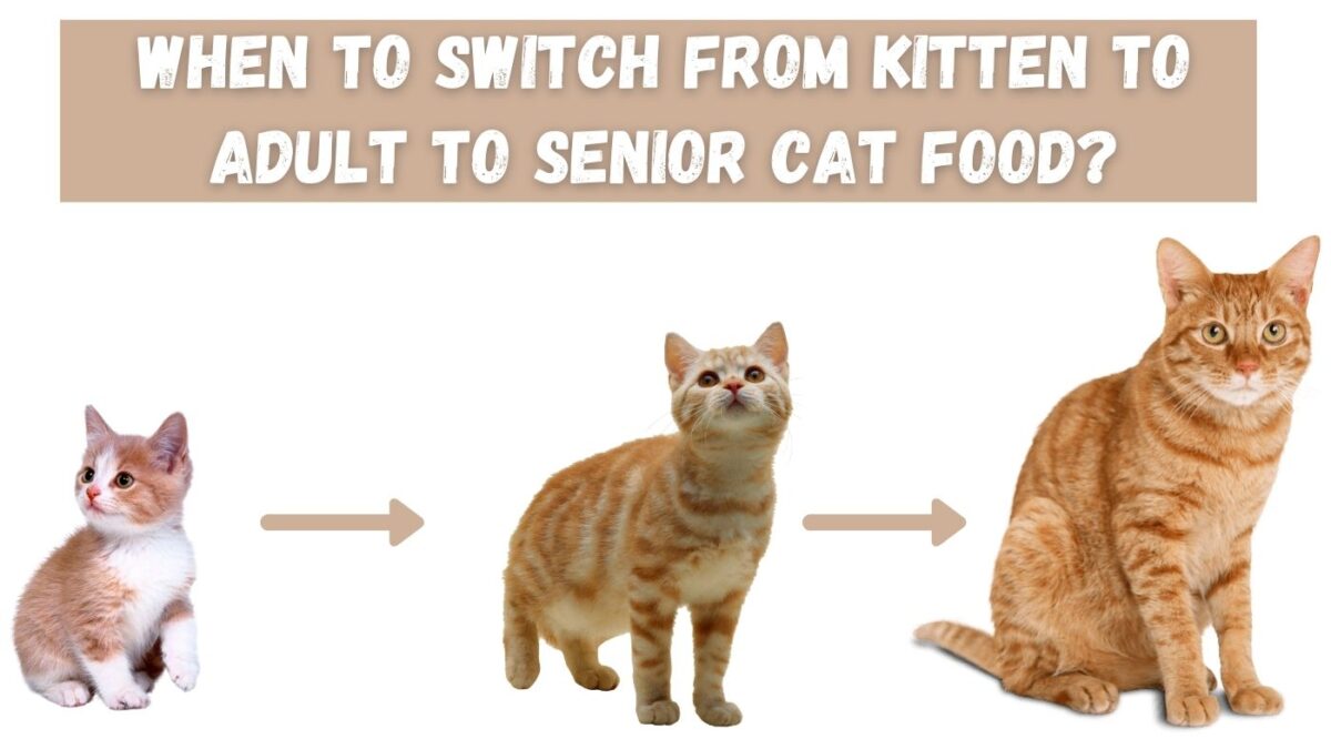 Kitten Nutrition: What Happens When Your Kitten Eats Adult Cat Food