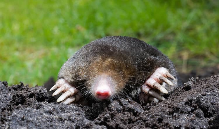 Flea Infestations: Will They Naturally Disappear Without Pets?