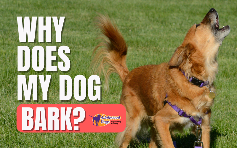 Selective Barking: Why Your Dog May Target One Family Member