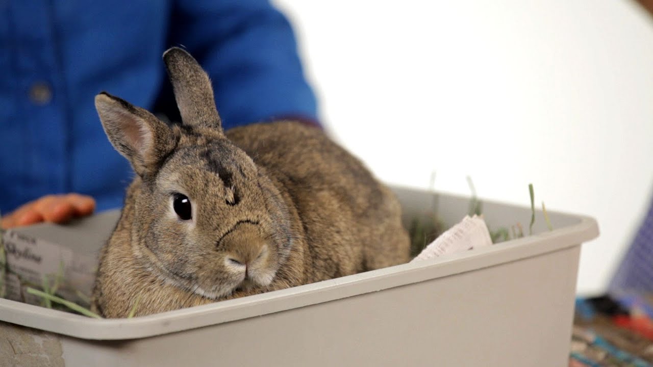 Wild Rabbits as Pets: Complete Guide to Domestication Challenges and Alternatives
